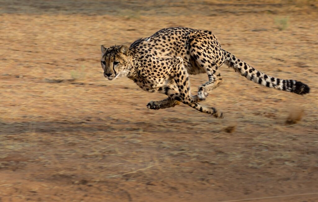 Das schnellste Säugetier der Welt
