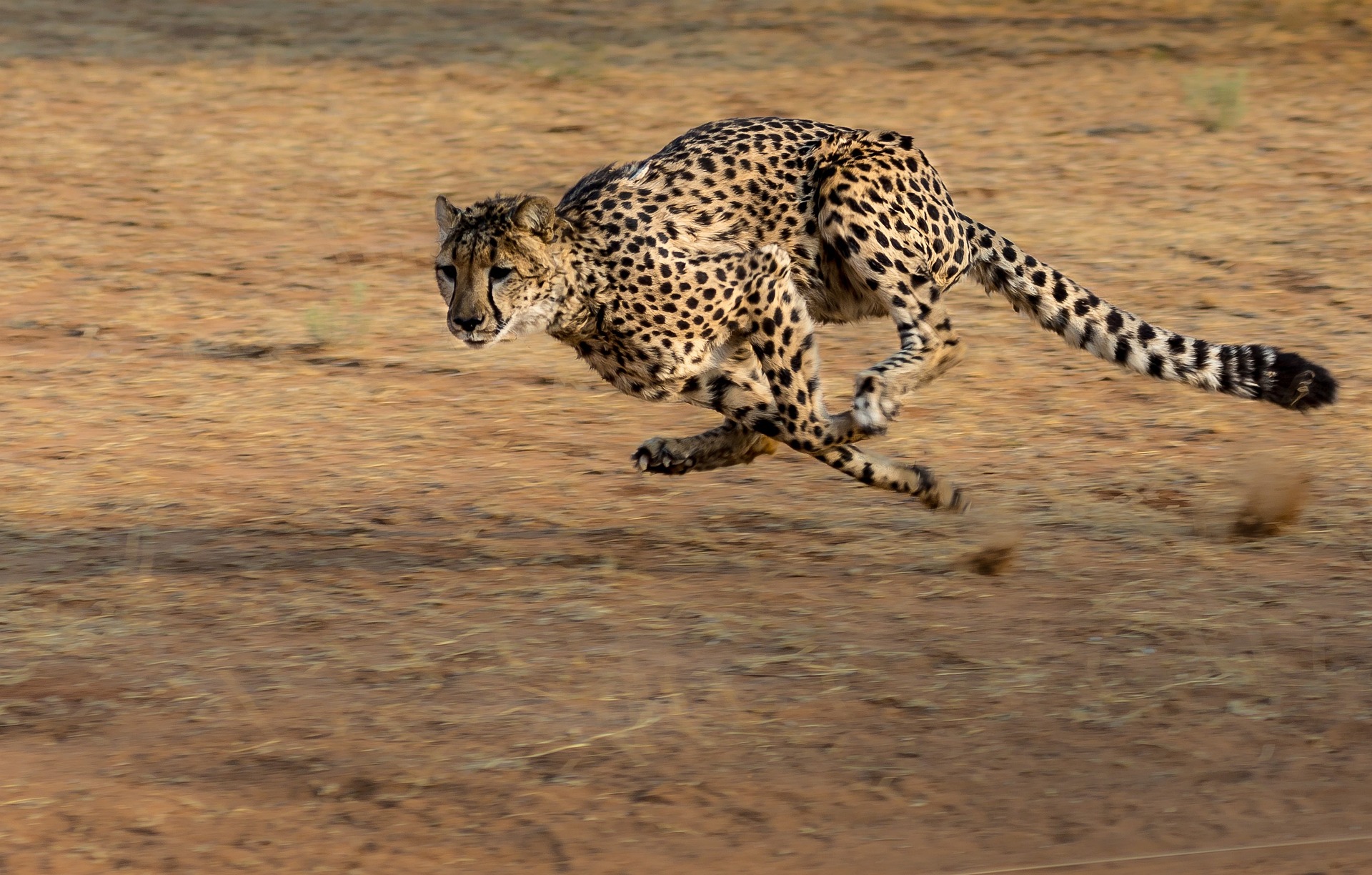 Das schnellste Säugetier der Welt