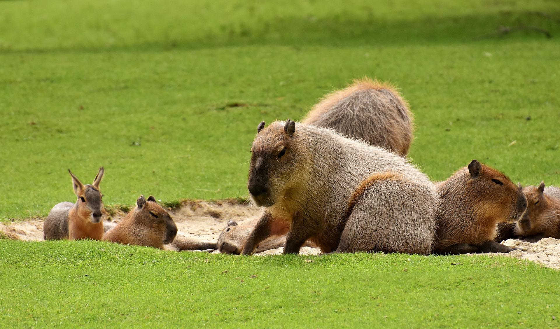 Nagetier in Südamerika: Capybara