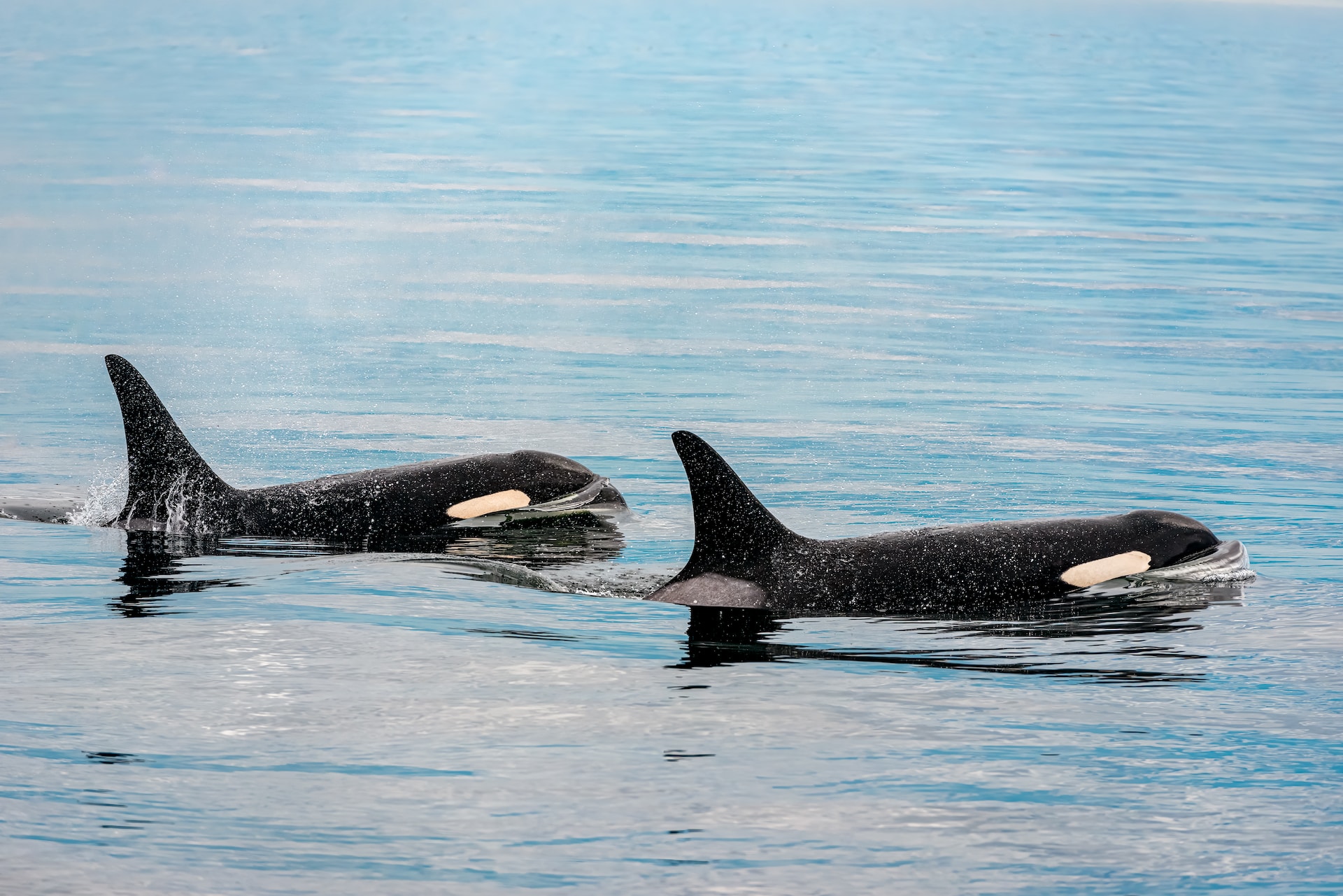 orca der killerwal