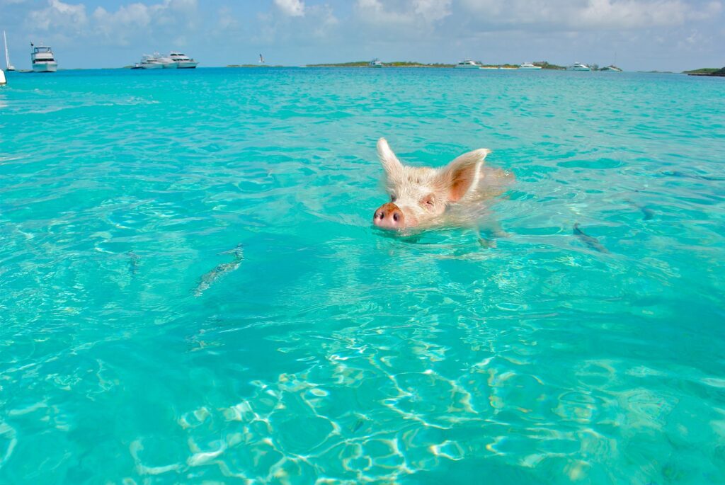 schwimmende Schweine