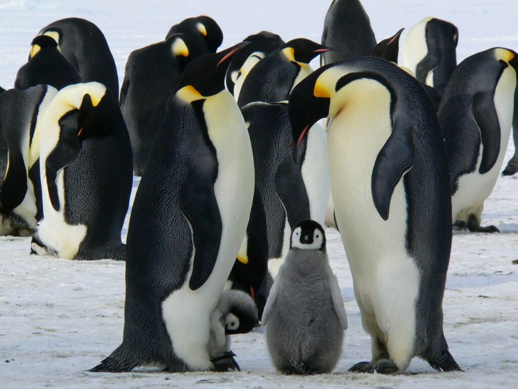 sind pinguine säugetiere?