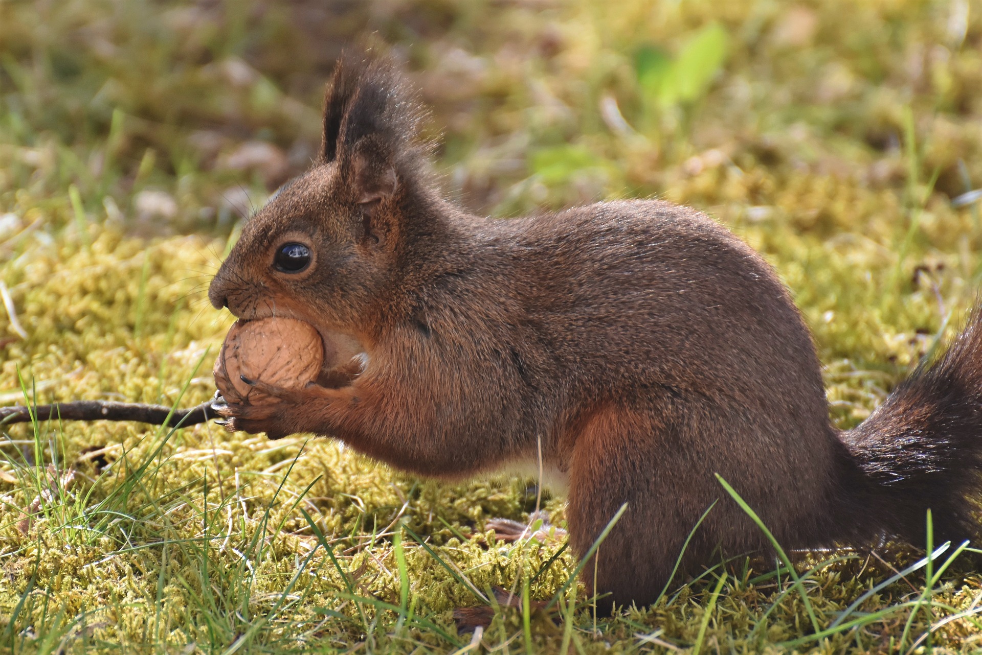 Eichhörnchen welche Nüsse essen