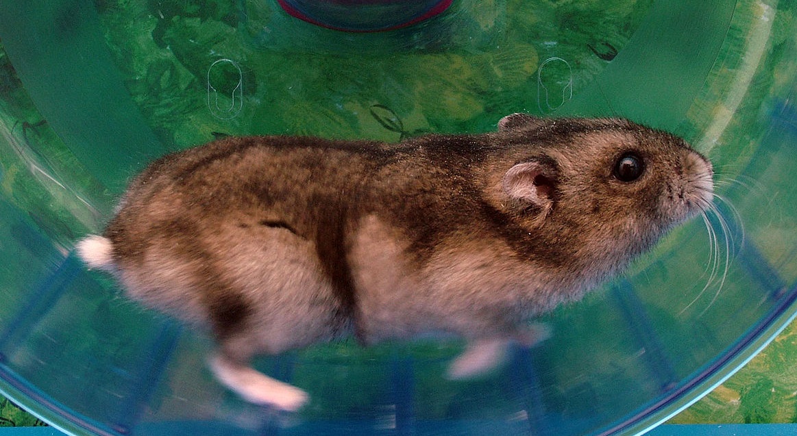 Können Hamster schwimmen?