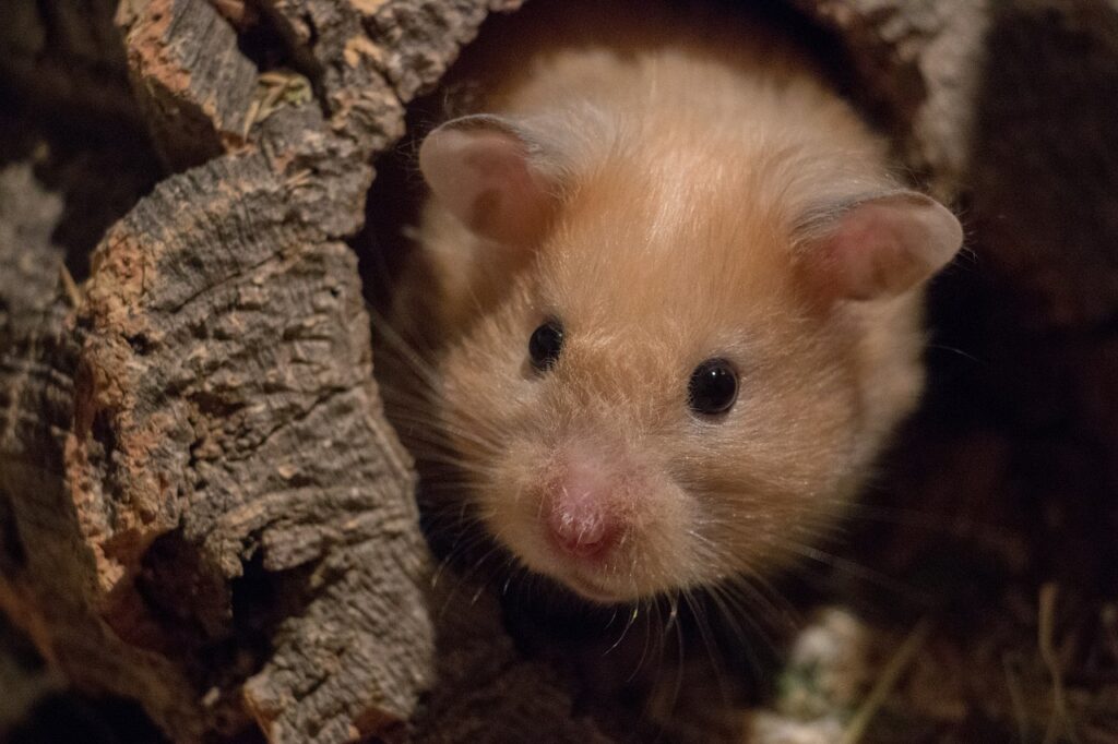 Sind Hamster nachtaktiv?