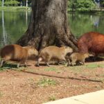 Capybara Haustier