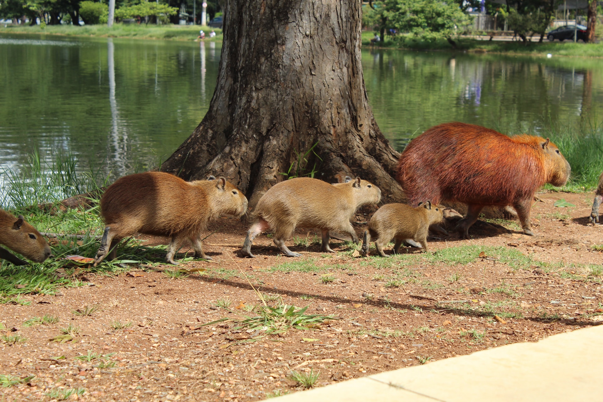 Capybara Haustier