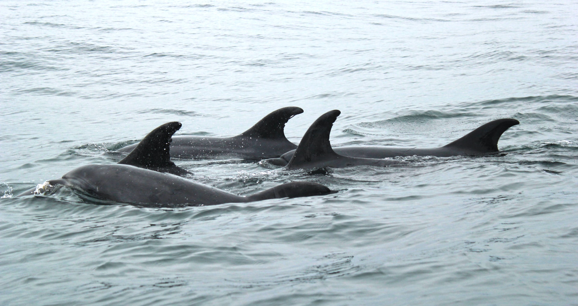 Delfine in der Ostsee Entdeckung und Lebensraum