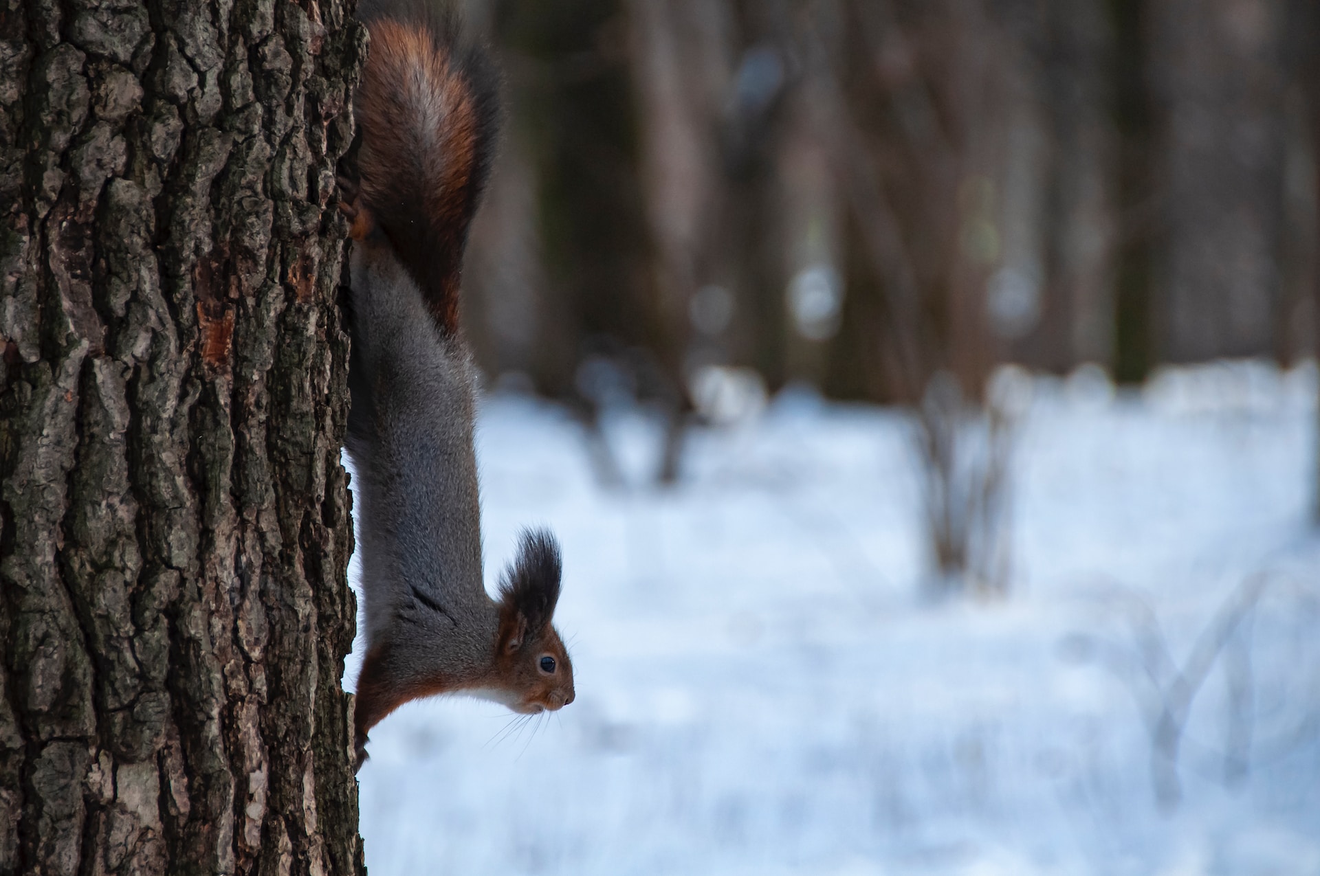 Machen Eichhörnchen winterschlaf?