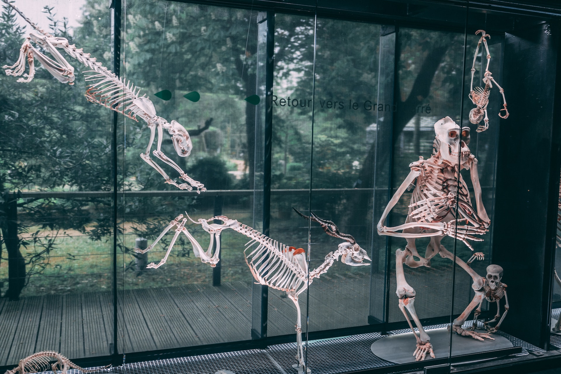 Das Skelett der Säugetiere