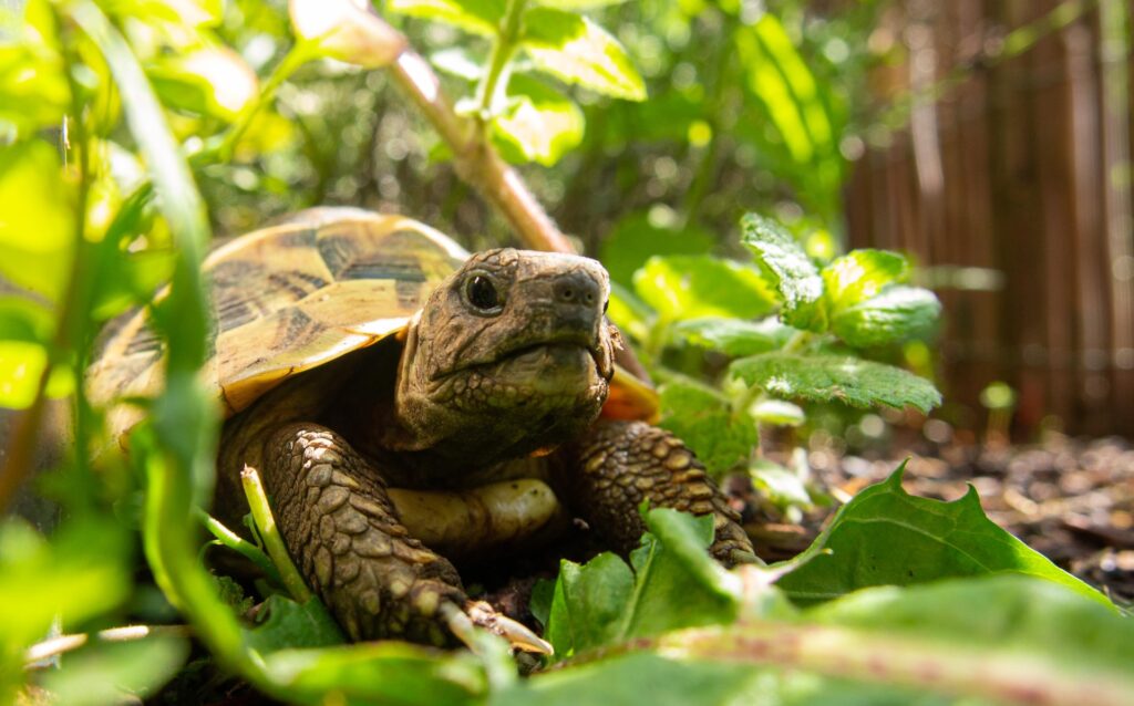 Sind Schildkröten Säugetiere?