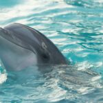 Delphin Säugetier oder Fisch?