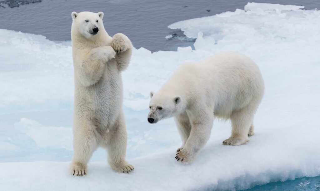 Eisbären Jäger im arktischen Ozean