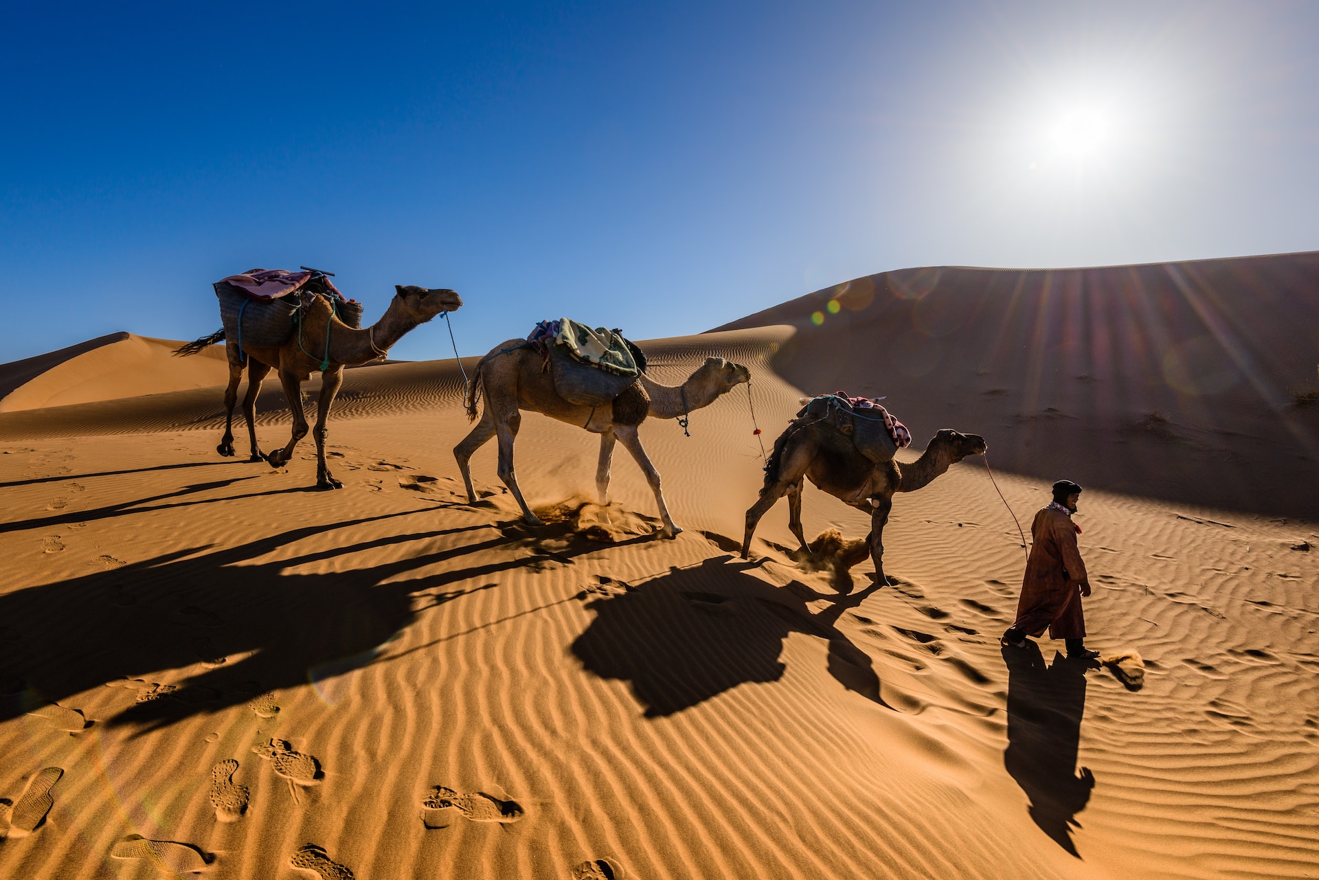 Kamele Die Wüstenschiffe und ihre Bedeutung