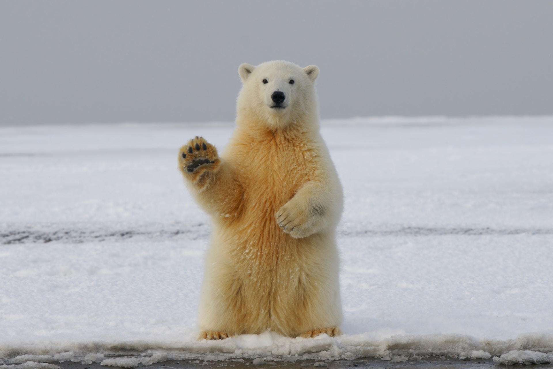 Polarbären Überlebenskünstler im eisigen Norden