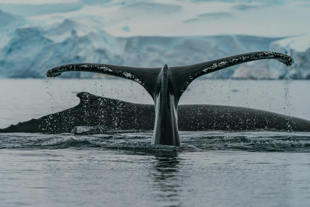 Die Sprache der Wale Gesänge und Echoortung