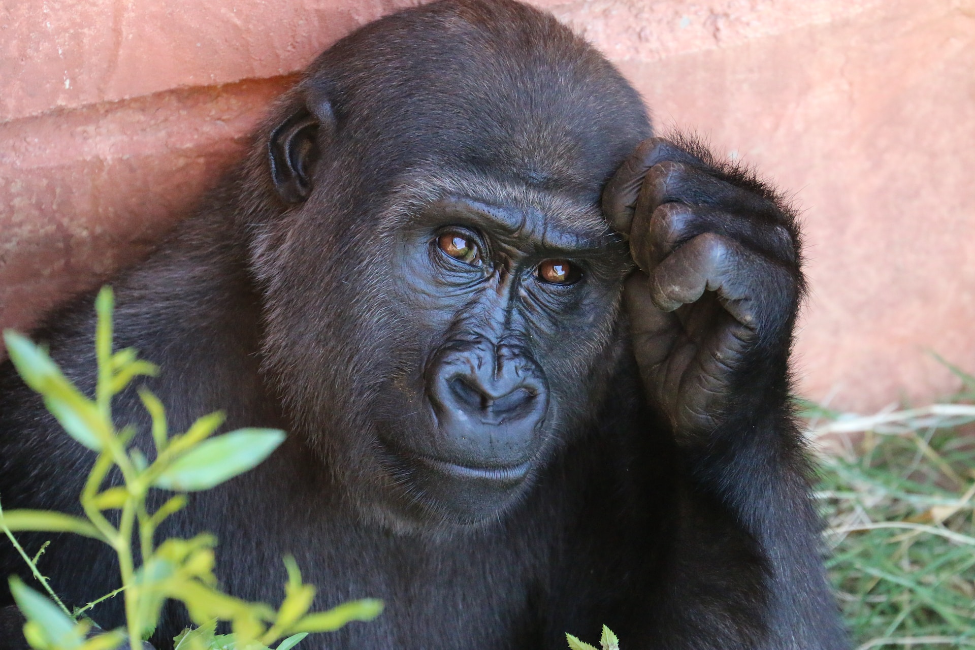 Schimpanse als Werkzeugnutzer und Problemlöser