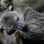 Geheimnisvoller Marderbär: Faszinierendes über den Binturong