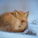 Fuchs und Hase: Tarnung und Täuschung im Tierreich