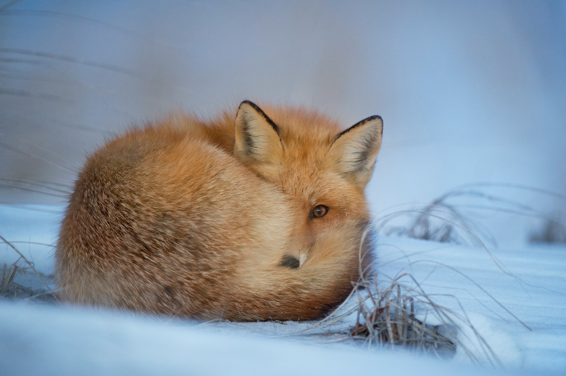 Fuchs und Hase: Tarnung und Täuschung im Tierreich