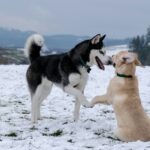 Hundesprache: Wie Hunde untereinander kommunizieren